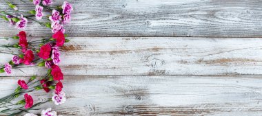 Karanfil çiçeklerinin sol kenarındaki beyaz kırsal ahşap arka planda fotokopi alanı var. Üst görünüm düz konum biçimi.   