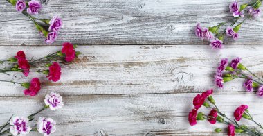 Karanfil çiçeklerinin yan kenarları beyaz kırsal ahşap arka planda fotokopi alanı ile. Üst görünüm düz konum biçimi.   