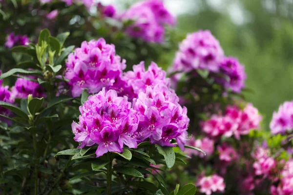 Fiori Rhododendron Piena Fioritura Durante Primavera Nello Stato Washington — Foto Stock