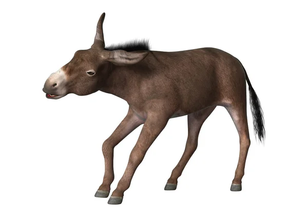 3D renderização burro no branco — Fotografia de Stock