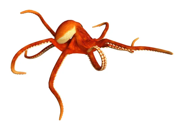 3D-рендеринг осьминога на белом — стоковое фото