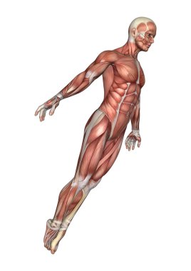 3D render erkek anatomisi şekil üzerinde beyaz