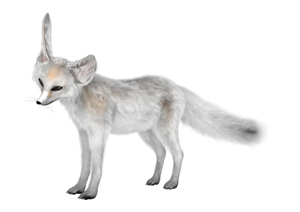 Representación 3D Fennec Fox en blanco —  Fotos de Stock