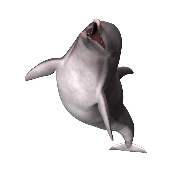 3D Rendering Dolphin on White — Stock Photo, Image