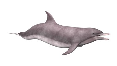 3D render yunus beyaz