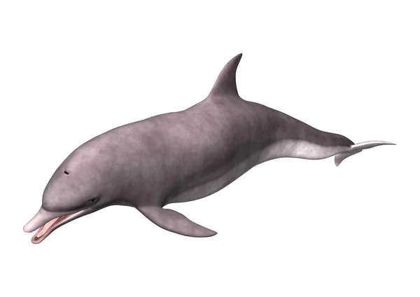 3D Rendering Dolphin on White — Stock Photo, Image