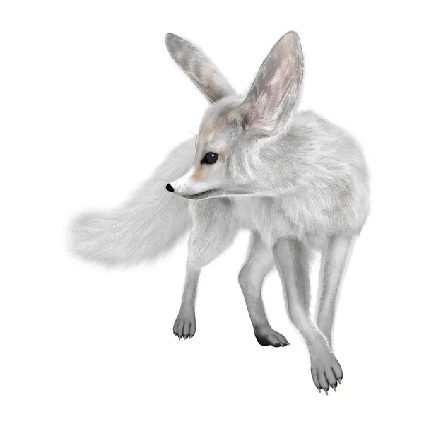 Representación 3D Fennec Fox en blanco — Foto de Stock