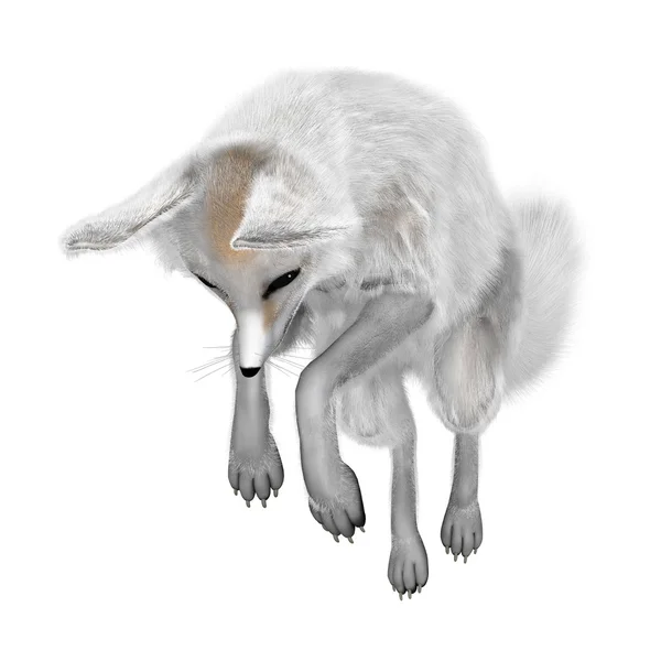 3D rendering Fennec Fox σε λευκό — Φωτογραφία Αρχείου