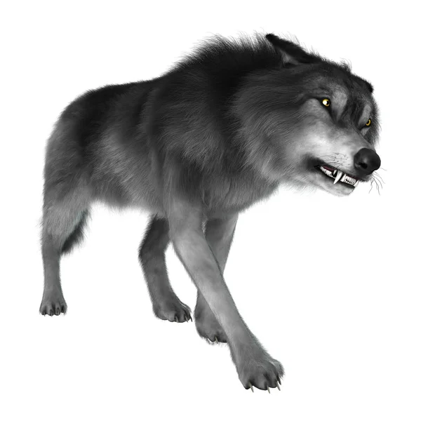 3D Rendering Gray Wolf on White — Stock Photo, Image