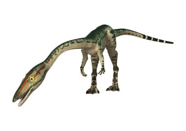 3D render dinozor Coelophysis beyaz