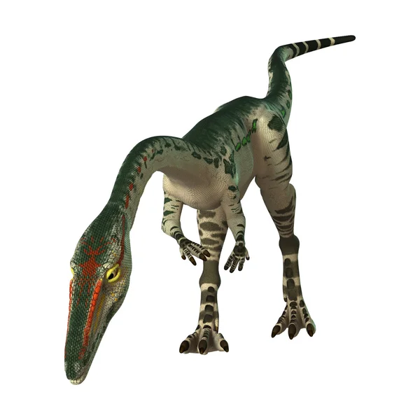 화이트에 3d 렌더링 공룡 Coelophysis — 스톡 사진