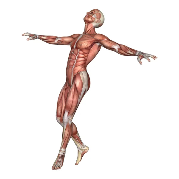 3D render erkek anatomisi şekil üzerinde beyaz — Stok fotoğraf