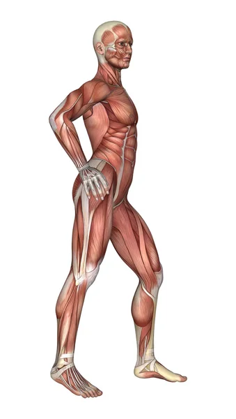 3D Rendering Male Anatomy Figure on White — Stock Photo, Image