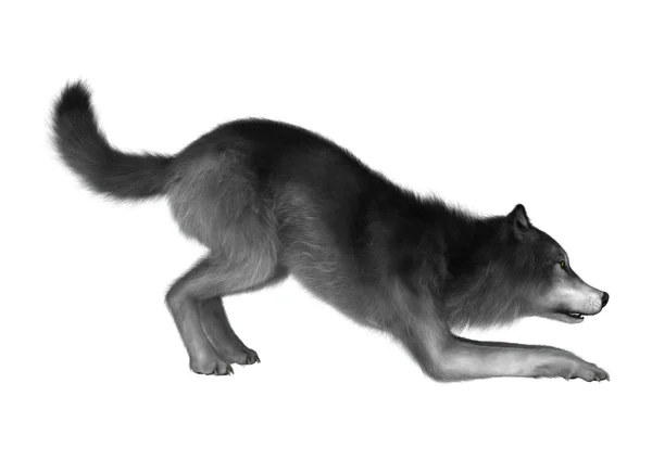 Rendu 3D loup gris sur blanc — Photo