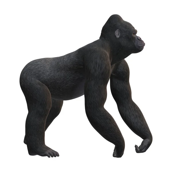 3D Rendering Gorilla on White — Stock Photo, Image