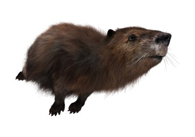 3D render Beaver beyaz
