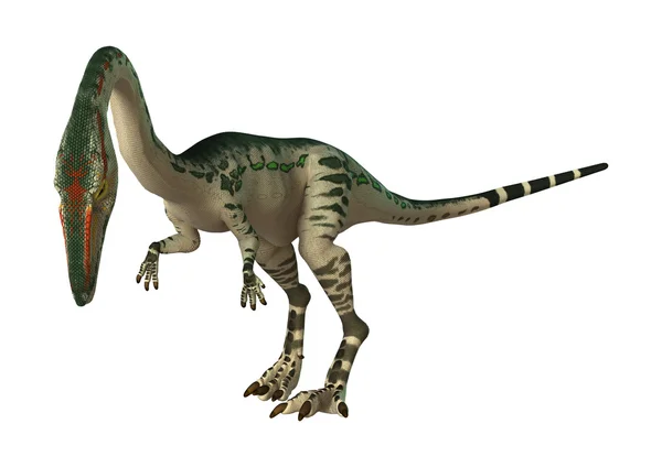 3D vykreslování dinosaura Coelophysis na bílém — Stock fotografie