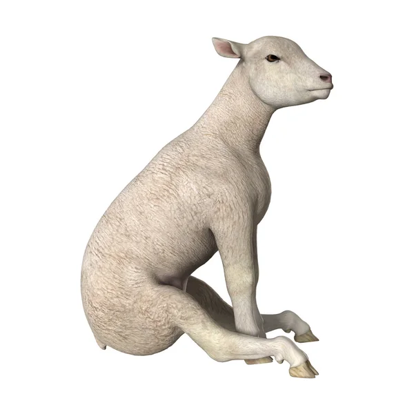 3D Rendering agnello bianco su bianco — Foto Stock