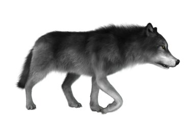 Beyaz üzerinde 3D render gri kurt