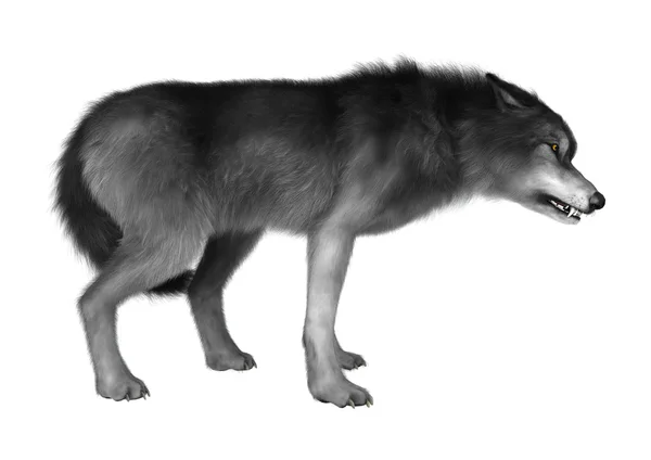 3D-Rendering grauer Wolf auf weiß — Stockfoto