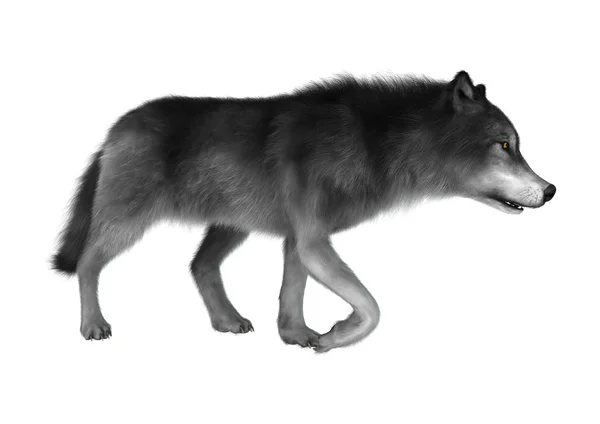 白の 3 d レンダリングの灰色オオカミ — ストック写真