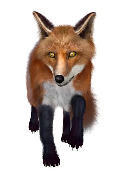 3D renderização Red Fox em branco — Fotografia de Stock