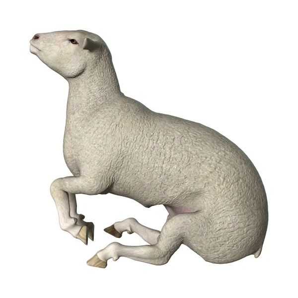 3D Rendering pecore su bianco — Foto Stock
