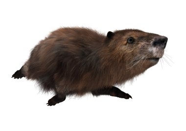 3D render Beaver beyaz