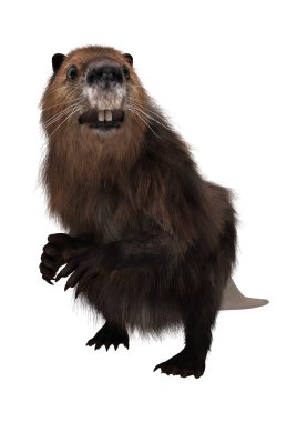 3D render Beaver beyaz