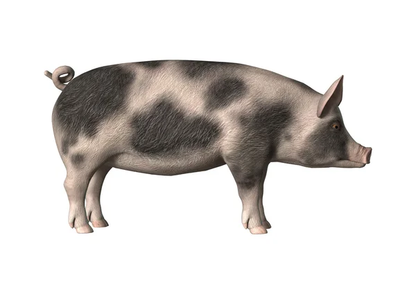 화이트에 3d 렌더링 돼지 — 스톡 사진