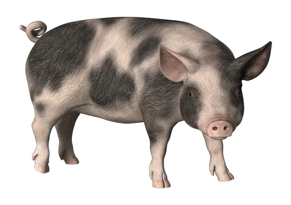 Representación 3D de cerdo en blanco — Foto de Stock