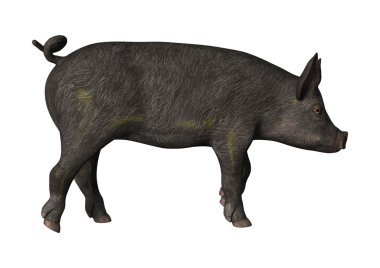 3D render Piglet beyaz