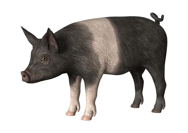 3D render Piglet beyaz — Stok fotoğraf