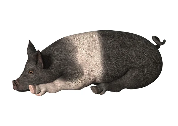 화이트에 3d 렌더링 돼지 — 스톡 사진