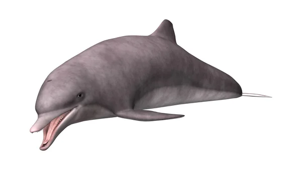 3D Rendering Dolphin on White — Stock Photo, Image