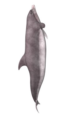 3D render yunus beyaz