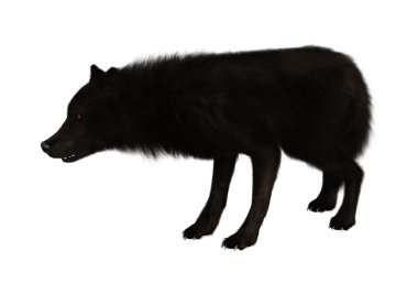 3D render siyah üzerine beyaz kurt