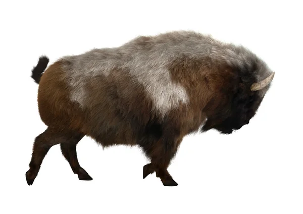 3D renderização American Bison em branco — Fotografia de Stock