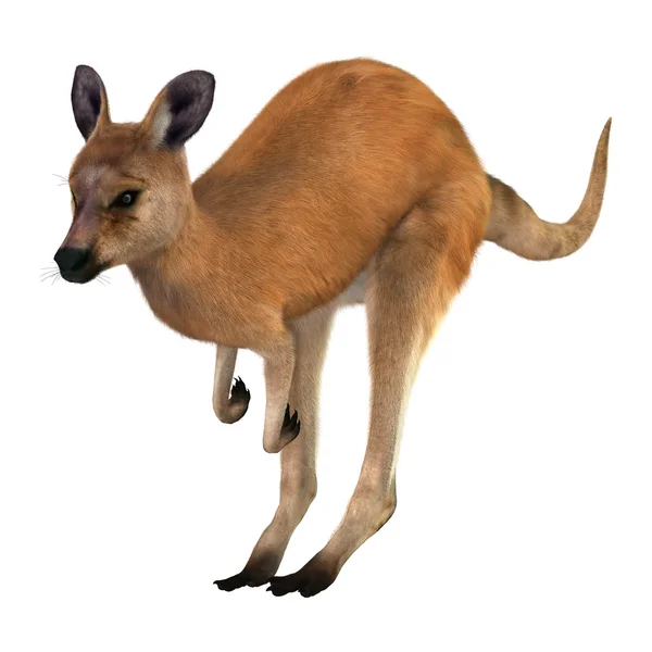 3D rendering Kangaroo op wit — Stockfoto