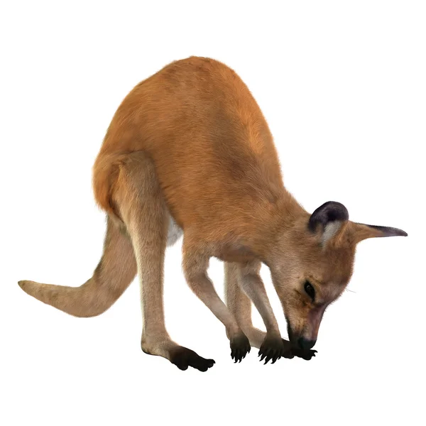 3D Kangaroo renderowania na białym — Zdjęcie stockowe