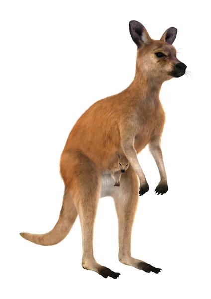 3D Rendering Kangaroos on White — Stock Photo, Image