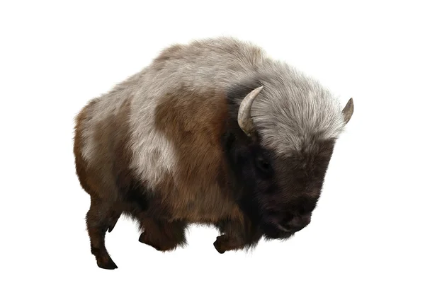 3D renderizado bisonte americano en blanco —  Fotos de Stock