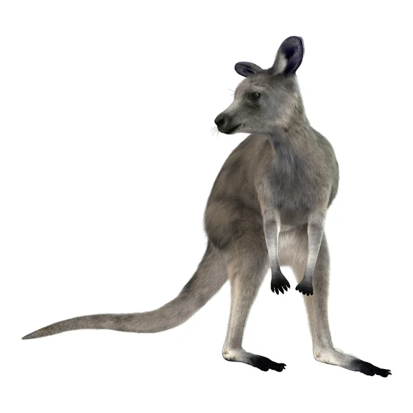 3D-рендеринг кенгуру на белом — стоковое фото
