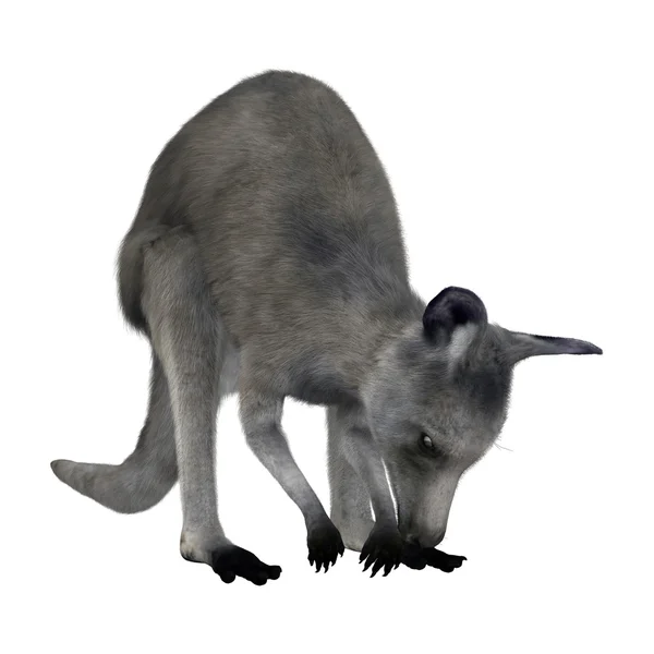 Representación 3D de canguro en blanco —  Fotos de Stock