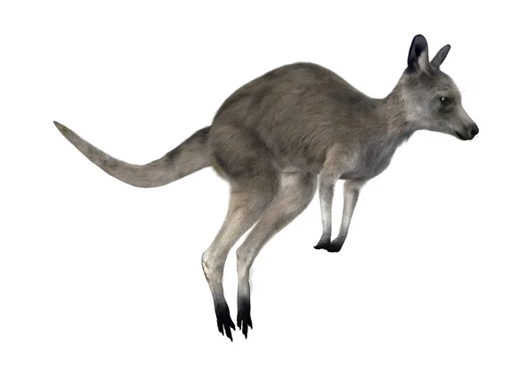 3D rendering Kangaroo op wit — Stockfoto