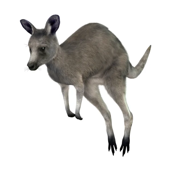 3D rendering kenguru, fehér — Stock Fotó