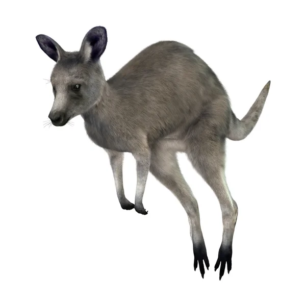 3D Rendering Kangaroo บนสีขาว — ภาพถ่ายสต็อก