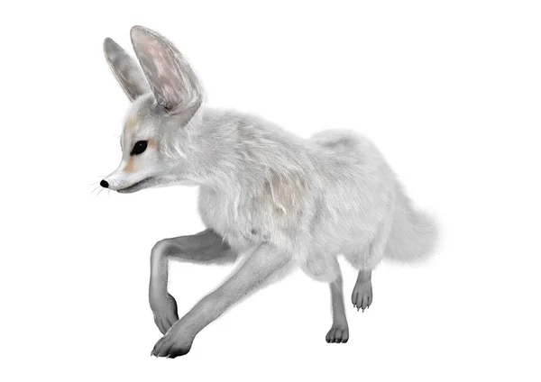 3D renderowania Fennec Fox na białym — Zdjęcie stockowe