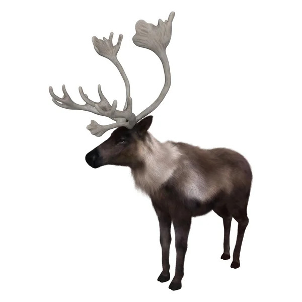 3D Rendering Caribou on White — Stock Photo, Image
