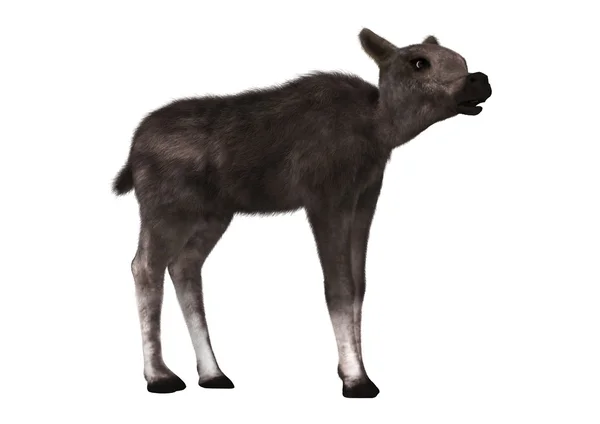 3D rendering Caribou borjú-fehér — Stock Fotó